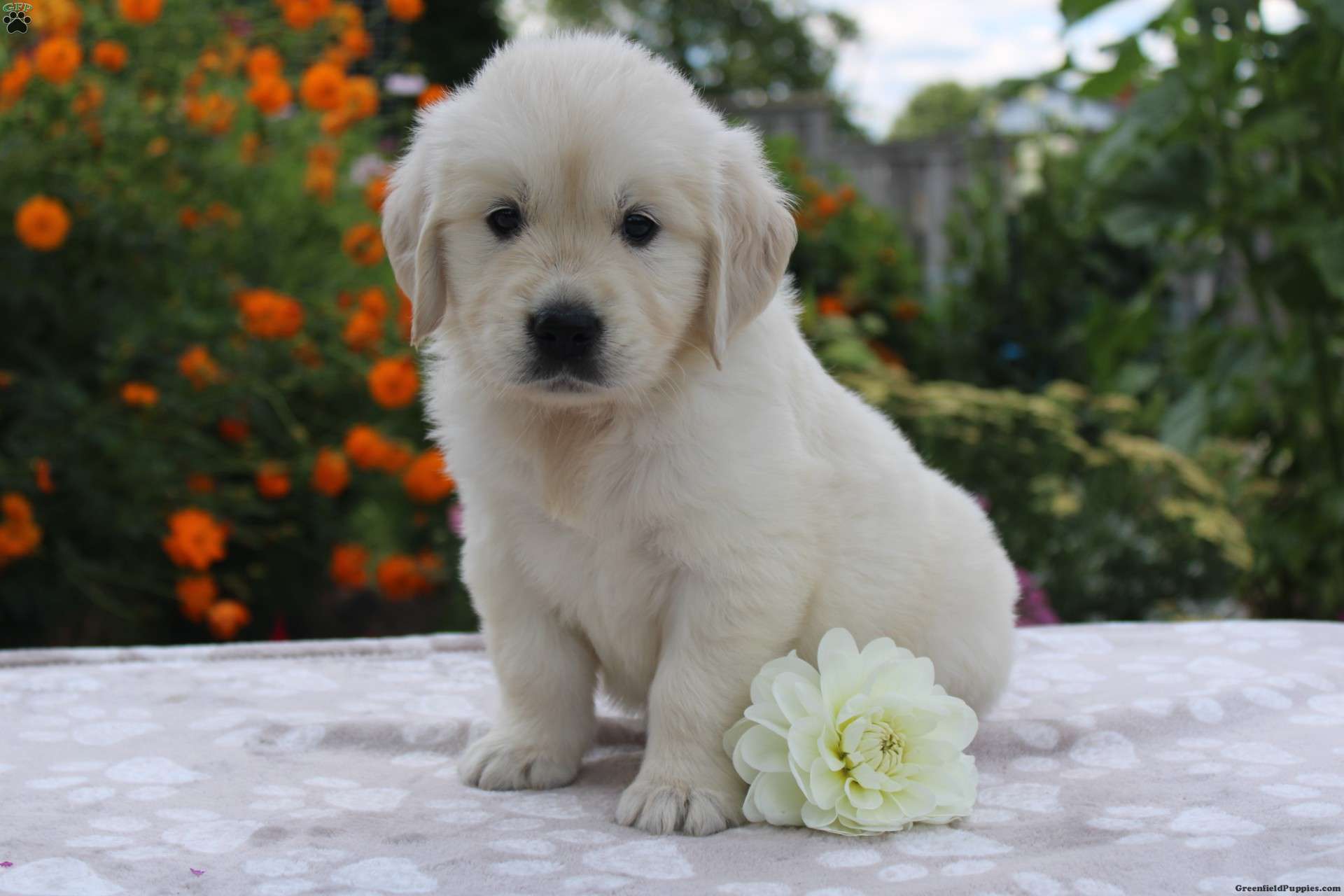 Elsa Golden Retriever Puppy For Sale in Ohio